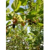 Tree 2 Live Rooted Red Black Mulberry Tree 10-14"Organic Fruit
