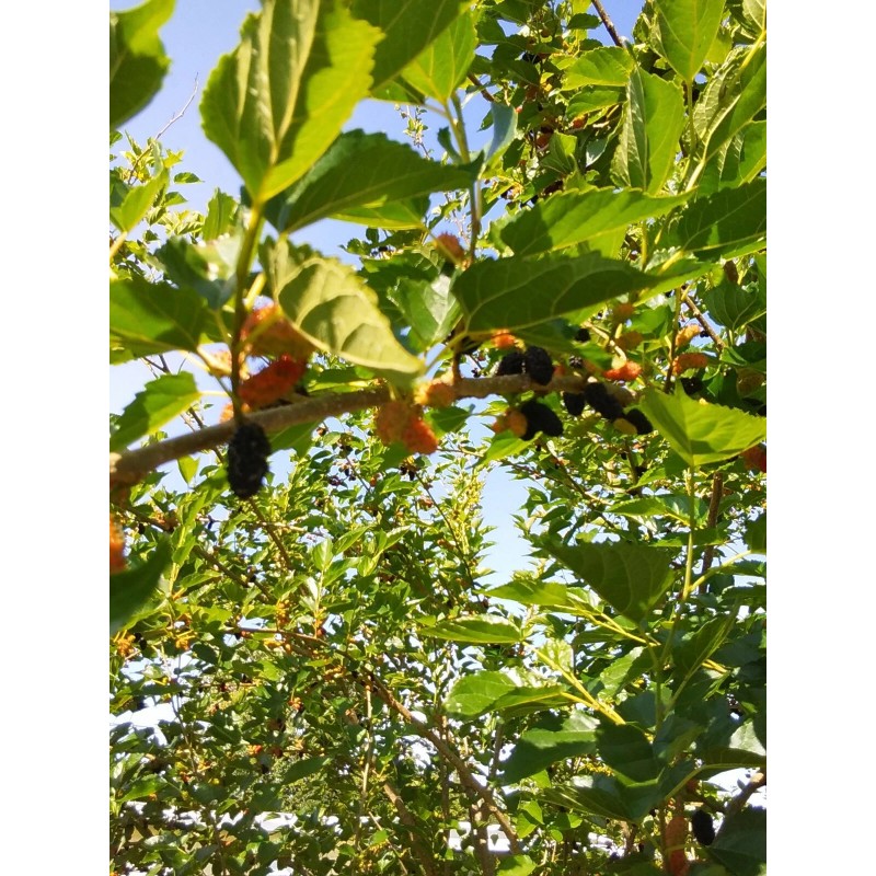 Tree 2 Live Rooted Red Black Mulberry Tree 10-14"Organic Fruit