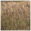Everwilde Farms - 1 Lb Big Bluestem Native Grass Seeds