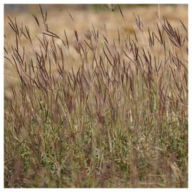 Everwilde Farms - 1 Lb Big Bluestem Native Grass Seeds - Gold Vault