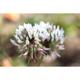 All Good Things Organic White Clover Seeds for Planting: Perennial Cover Crop, White Nitrogen Fixing Flower - 2,000 Seed Packet