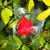 2PCS Big Strawberry Squishies for Adults Relaxation, Handmade Sticky Squishies