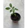 Longan 1 Longan Dimocarpus Dragon Eye With Pot 8” Seedling