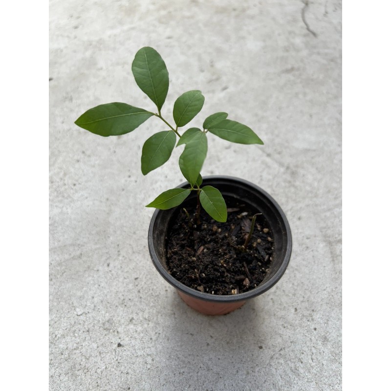 Longan 1 Longan Dimocarpus Dragon Eye With Pot 8” Seedling