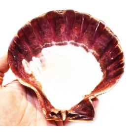 One Large Orange Lions Paw Scallop 5-6" Seashell for Smudging Crafts Beach Weddi