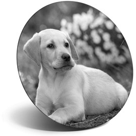 Destination Vinyl ltd Magnet for Refrigerator, Fridge BW - Cute Labrador Puppy Dog Animals Pets for Office, Cabinet and Whiteboard, Magnetic Stickers, 41078