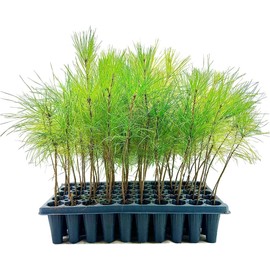 Slash Pine Tree | 10 Live Plants | Pinus Elliottii | Fast Growing Stately Shade Tree