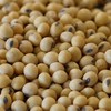 TnT Seed Company Conventional Soybean Food Plot Seed, 5 lbs,