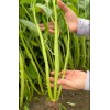 Seed-Top 100+ Seed Water Spinach White for Yard & Garden