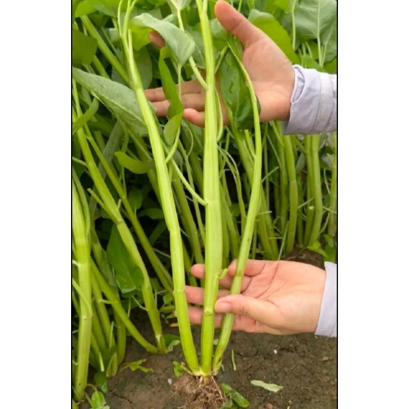 Seed-Top 100+ Seed Water Spinach White for Yard & Garden