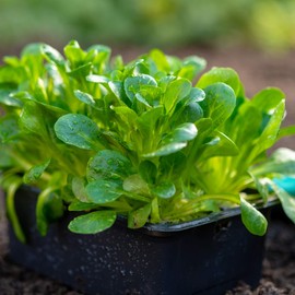 Corn Salad Seeds - French - 1 g Packet ~700 Seeds - Valerianella olitoria - Non-GMO, Open Pollinated Vegetable Gardening & Microgreens Seeds - AKA: Mache, Lamb's Ear