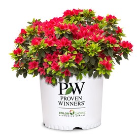 2 Gallon Proven Winners Perfecto Mundo Red Azalea Shrub