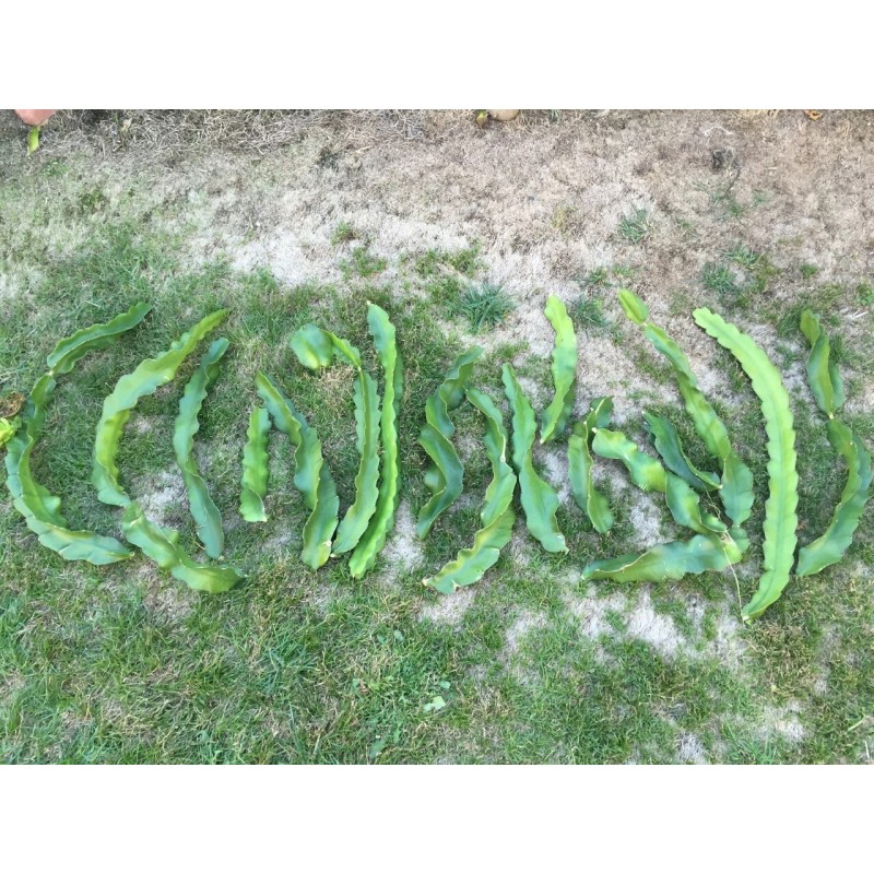 Cactus Red Dragon Fruit 2 Cutting 9-14" Hailey's Comet