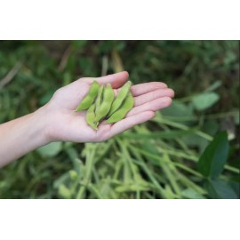 Mai's Family BeSweet Edamame Soy Bean Seeds | USA Non-GMO Vegetable - 10+