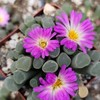Fairy Elephant's Feet - Frithia Pulchra Cacti Cactus Succulent Real