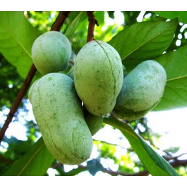 TomorrowSeeds - Paw Paw Tree Seeds - 5+ Count - For 2025 Planting Asimina Triloba North American Custard Apple Banana Papaw Banango Mango USA Native Fruit Trees Perennial Grow Your Own Home Farm Patio