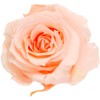 Daichi Farm DO003480-371 Preserved Flowers, Rose Izumi (9 Wheels), Creamy