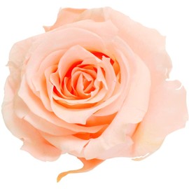 Daichi Farm DO003480-371 Preserved Flowers, Rose Izumi (9 Wheels), Creamy Peach