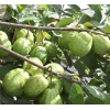 Unbranded White Guava Live Starter Tree - 6-10in Tall -