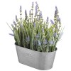 Haute Decor 10 Inch Lavender in Galvanized Metal Pot