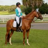 Equinavia Gardian Riding Helmet - Lightweight, Low-Profile Design with Airflow