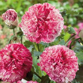 Poppy Peony Seeds - Antique Shades - Packet - Red/Pink/White Flower Seeds, Open Pollinated Seed Attracts Bees, Attracts Butterflies, Attracts Pollinators, Easy to Grow & Maintain, Container Garden