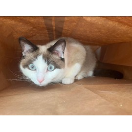 Catnip Attack Bags by Cat FurNature