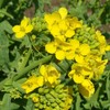 CEMEHA SEEDS - Seeds Yellow Mustard Non GMO Vegetable for