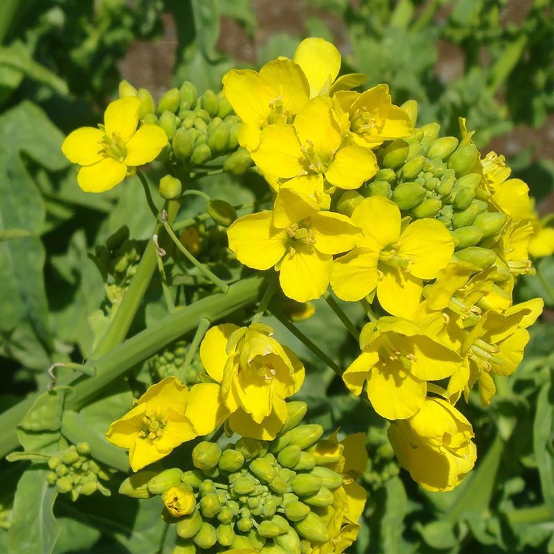 CEMEHA SEEDS - Seeds Yellow Mustard Non GMO Vegetable for