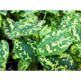 Odd Frond Alocasia Hilo Beauty Elephant Ears Plug | Caladium Indoor & Outdoor House Plant