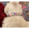 Dressed to the Canines Flower rhinestone Luxury Dog Collar Pink