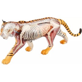 Famemaster 4d Vision Tiger Anatomía Modelo Tigre