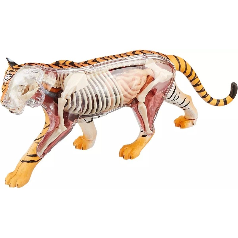 Famemaster 4d Vision Tiger Anatomía Modelo Tigre
