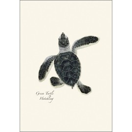 Earth Sky + Water - Sea Turtle Hatchling Assortment Notecard Set - 8 Blank Cards with Envelopes (2 each of 4 styles)