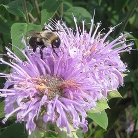 Wild Bergamot Seed - Non-GMO, 100+ Seeds, Native Perennial Wildflower for Pollinator Gardens & Herbal Uses. Known for its Aromatic Leaves and Vibrant Lavender Blooms