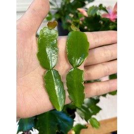 FOLIAGEMS No Root Plant cuttings from USKC (True Christmas Cactus cuttings 2pcs)