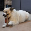 SPOT Dura-Fused Leather Retriever Dog Toy – Real Leather &