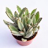 Live Panda Plant Succulent – Kalanchoe Tomentosa Succulent - Fully