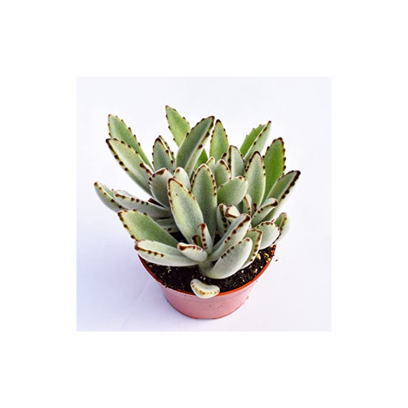Live Panda Plant Succulent – Kalanchoe Tomentosa Succulent - Fully