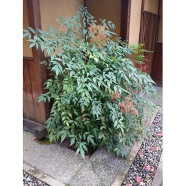 Heavenly Bamboo - Nandina Domestica - 3 Live Gallon Size Plants - Beautiful & Colorful Low Maintenance Foliage