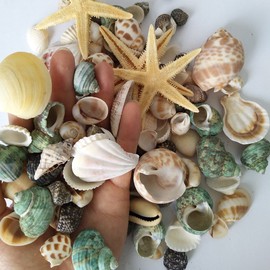 YEJI 80pcs Home Decorations Sea Shells Mixed Beach Seashells, Colorful Natural Seashells for Party Wedding Decor, DIY Crafts