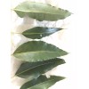 Fresh one pound Aprox. Fresh Eucalyptus leaves 16 onz Free