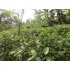 Organic Earl Grey Tea (Leaf Type) from Sri Lanka, Fair