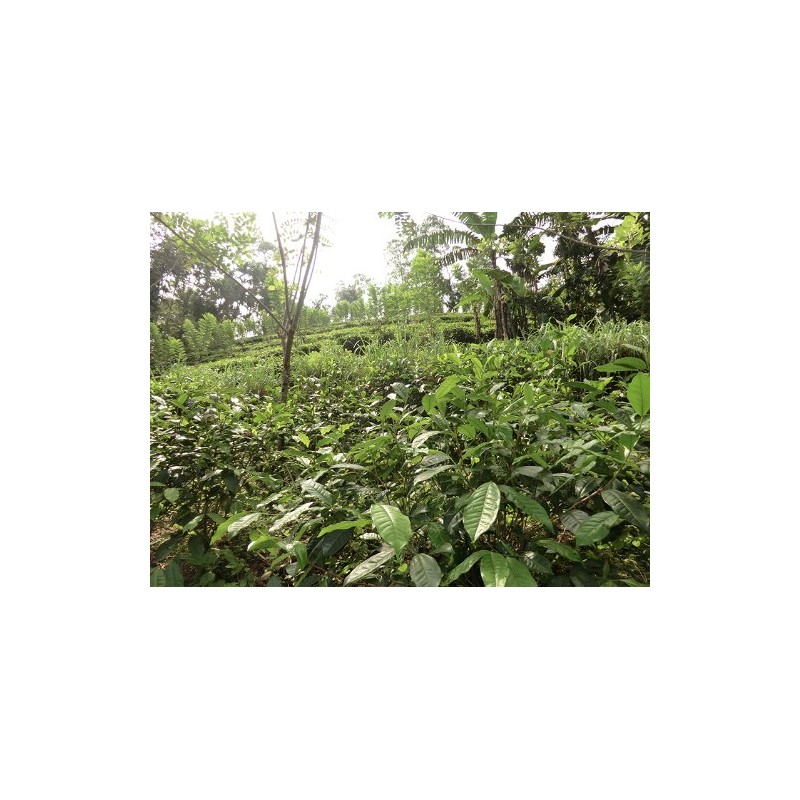 Organic Earl Grey Tea (Leaf Type) from Sri Lanka, Fair