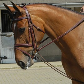 Signature Training TR Whitaker Rein, Brown, One Size