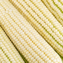 Silver King Hybrid Corn Garden Seeds - 1 Lb ~1,488 Seeds - Non-GMO Vegetable Gardening Seeds - White Sweet Corn (SE) - Micro Greens Shoots