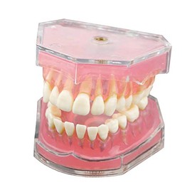 Dentalmall® 1 pieza Dental Demonstration Dientes Modelo – Enseñanza estándar modo dental con todos los dientes extraíbles #4004 01