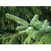 Serbian Spruce | Small Tree Seedling | The Jonsteen Company