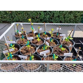 Rocky Mountain Goods 1” Stretch Plant Tie Tape 150 ft - Sturdy Stretch Tie Expands with Plant Growth - Roll of Green Plastic Plant Tape for Support and Strength of Plants