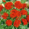 Outsidepride Lychnis Chalcedonica - 5000 Seeds